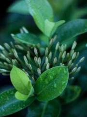 The Imperial Uncleap