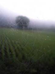 Eternal Sword Ancest