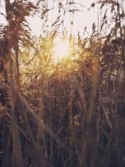 King of the Nine Pro