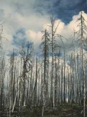 A Wifeapos;s Plea fo